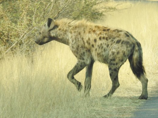 09.28.Spotted Hyena