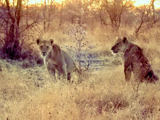 Two female Lions