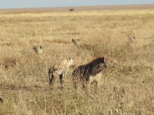 Hyena Group
