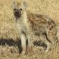 Curious Hyena Cub