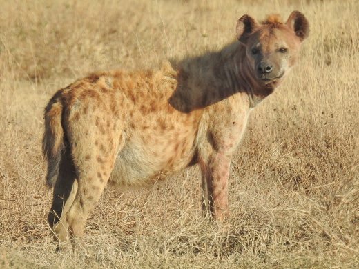 Alpha Female Hyena