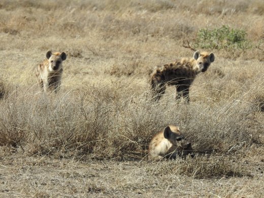 Hyena Group