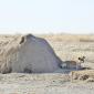 Hyena at Termite Mound