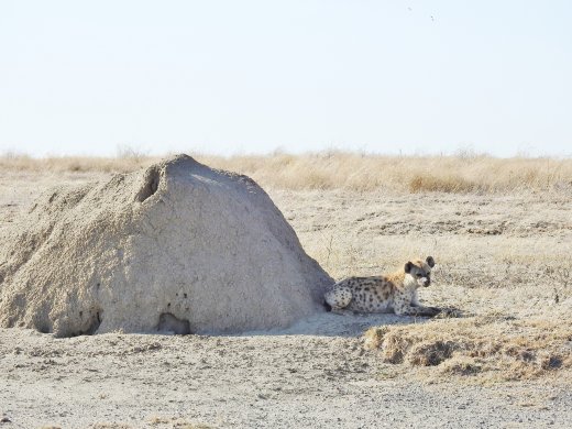 Hyena at Termite Mound