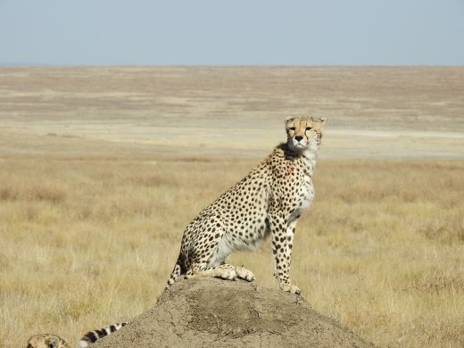 Cheetah Brothers