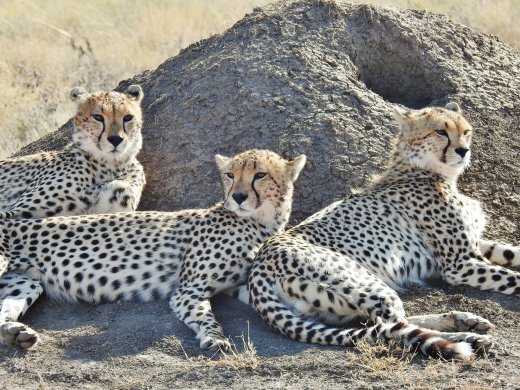 Cheetah Brothers