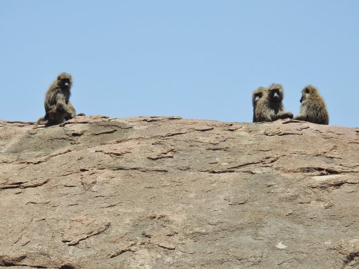 10.07.AM (21) Baboons on Kopje