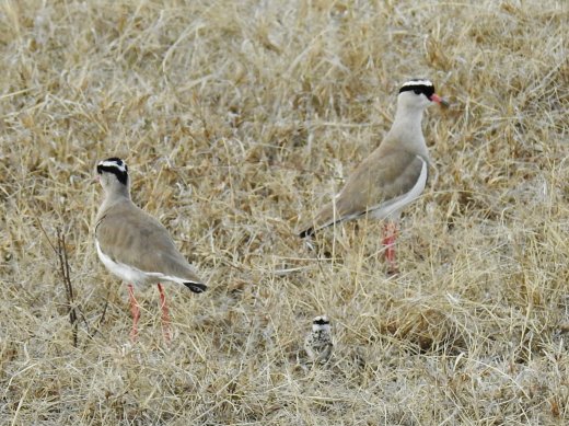 Crowned Lapwing Pair with Chick