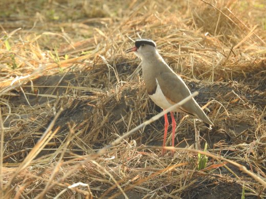 Black-headed Lapwing  or Plover