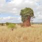 Tree & Termite Mound