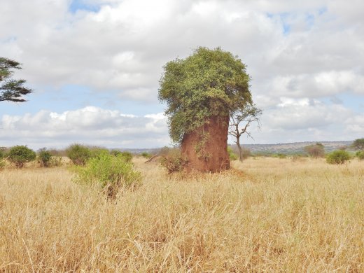 Tree & Termite Mound