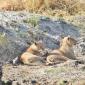 Group of 10 Lions in Riverbed