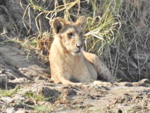 Group of 10 Lions in Riverbed
