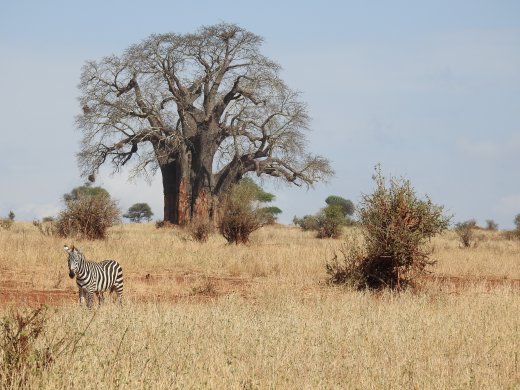 Baobab & Zebra
