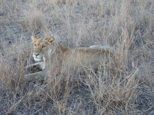 Female Lion