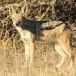 Black-backed Jackal