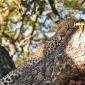 Baby Leopard Awake