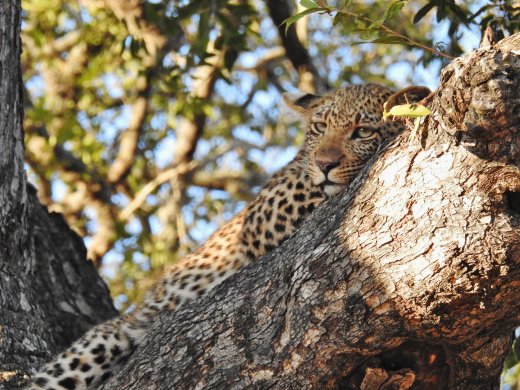 Baby Leopard Awake