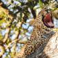 Baby Leopard Awake