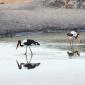 Saddle-billed Stork