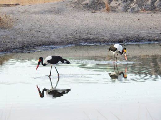 Saddle-billed Stork