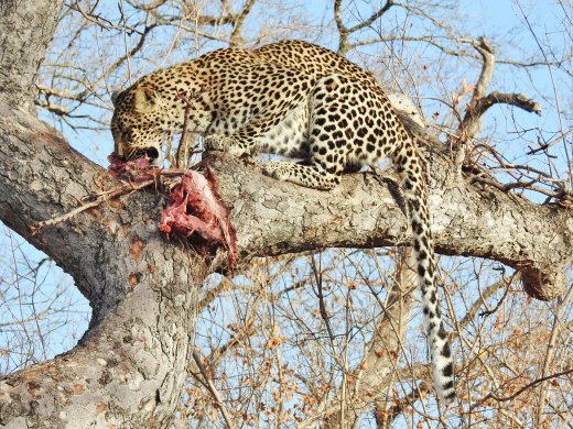 Female Leopard eating kill