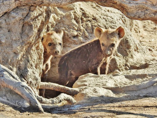 Hyena Den