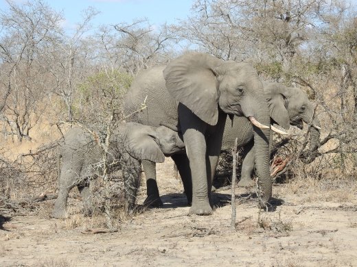 Nursing Elephant