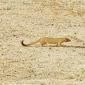 Slender Mongoose