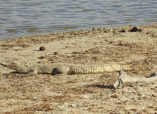 Baby Crocodile