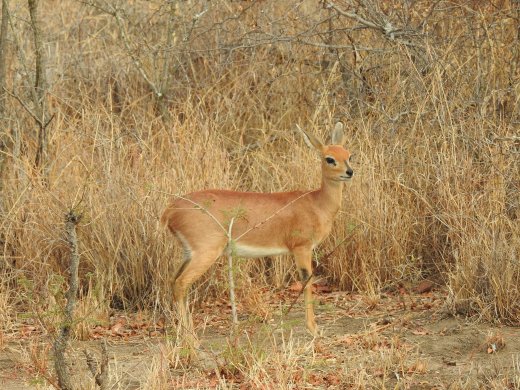 Steenbok