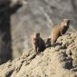 Dwarf Mongeese