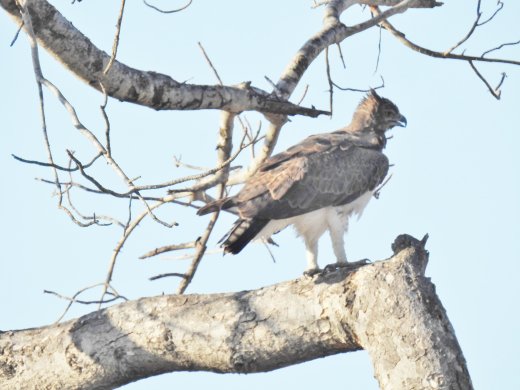 Martial Eagle