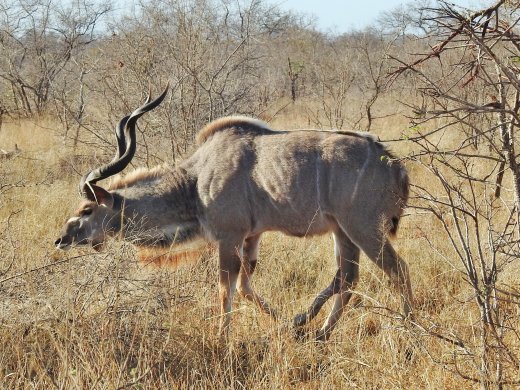 Male Kudu