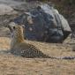 Female Leopard