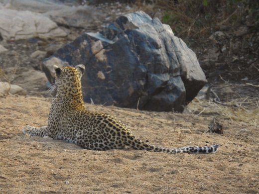 Female Leopard