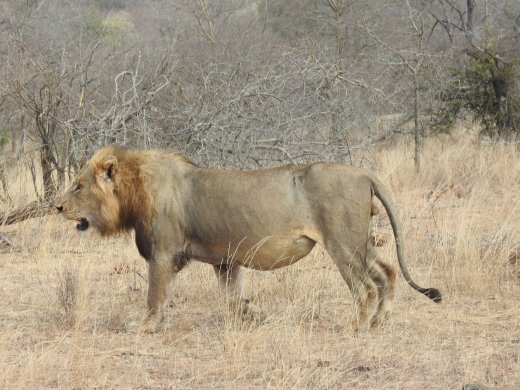 Male Lion