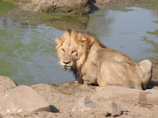 Male Lion