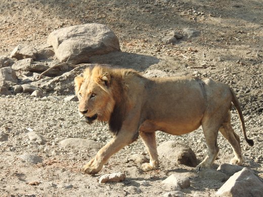 Male Lion