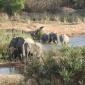 08.17.Elephants on the Lower Sabie