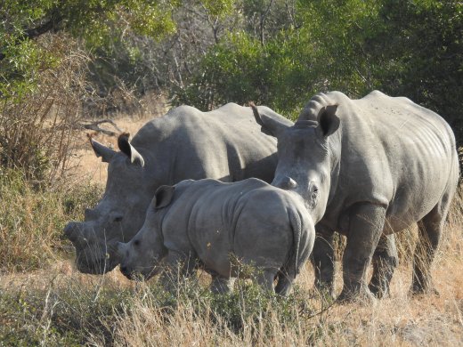 08.18.Rhino Family