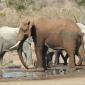 08.29.Different Mud-Colored Ellies