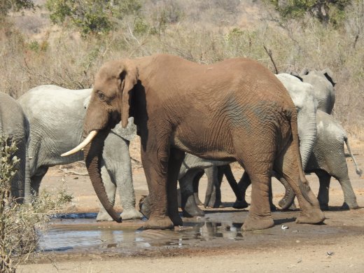 08.29.Different Mud-Colored Ellies