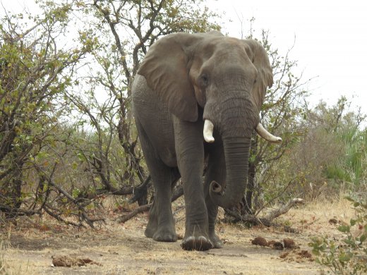 09.01.Ellie near Mahangoma Waterhole