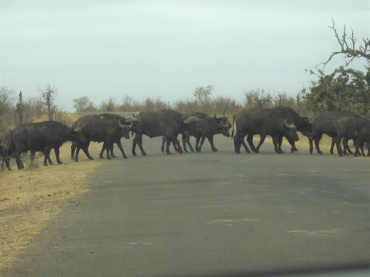 09.01.Buffalo Herd Roadblock