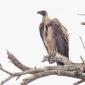 08.18.White-backed Vulture