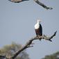 08.19.Fish Eagle