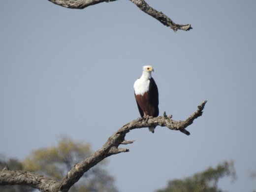 08.19.Fish Eagle