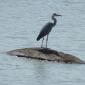 08.28.Black-headed Heron on Hippo