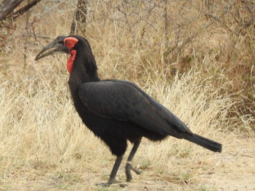 Southern Ground Hornbill